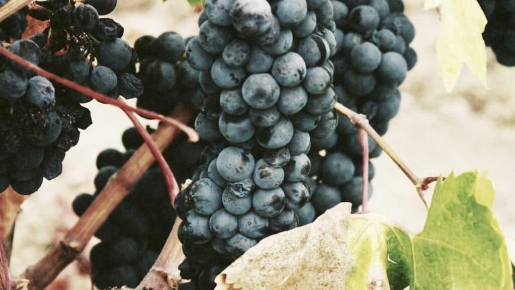 Bandara APT Pranoto Tambah Tiga Rute Penerbangan Baru